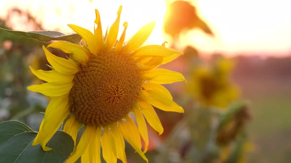 Yellow Sunflower in the Middle of the Field It is Illuminated By Bright Rays at Sunset