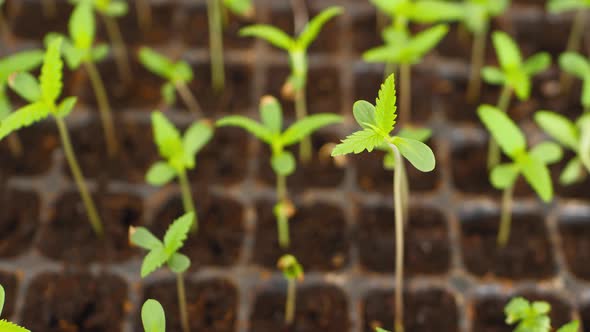 The cannabis plant has green leaves for medicinal or culinary purposes.