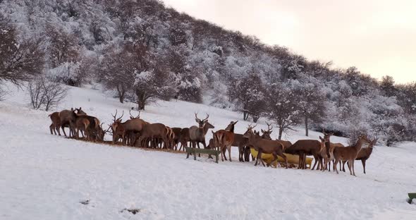 Deer Herd in Winter on the Hills Covered with Trees Behind the Fence