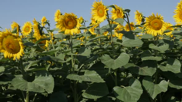 Sunflower Helianthus annuus field  dolly scene slow-mo video