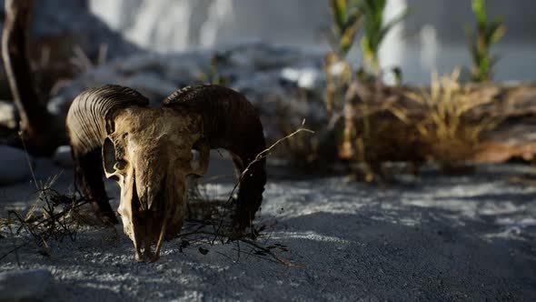 Skull of a Dead Ram in the Desert