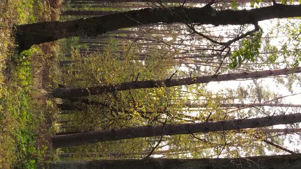 Vertical Video of the Forest on an Autumn Day Slow Motion