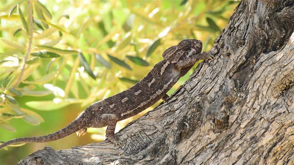 Common Chameleon Walking