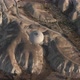 White Hot Air Balloon Flies Over Fantastic Mountains - VideoHive Item for Sale