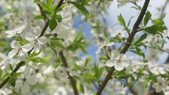 White Sakura Flowers In The Park