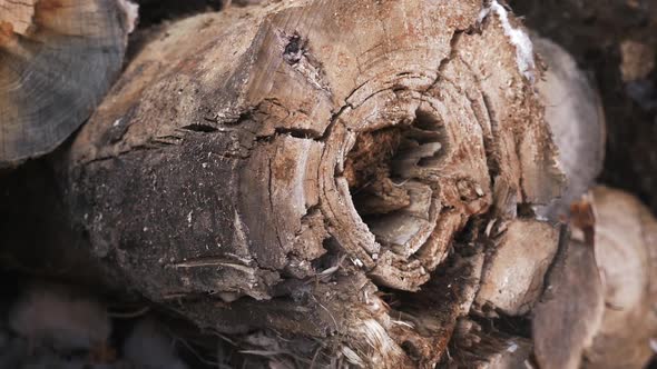 Old Rotten Wood Log at the Sawmill Ready for Shredding Crushing