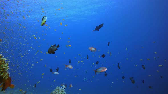 Blue Sea Water and Colourful Fish