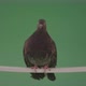 Gray Wild Bird Doves Sitting On A Branch In The City Isolated In Green Screen Studio - VideoHive Item for Sale