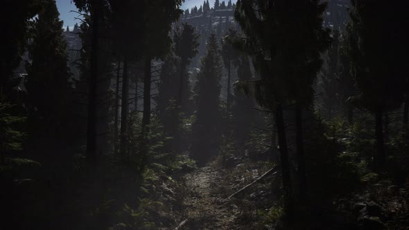 Pine and Spruce Tree Forest