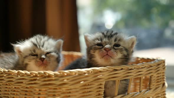 Sick Kittens Sitting In A Basket