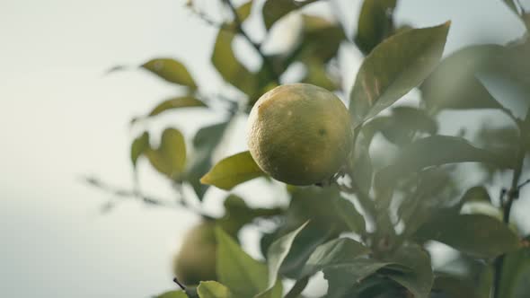 Slow Motion Video of a Lemon Swaying on a Branch in the Garden