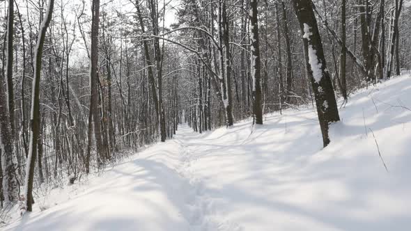 Clean white snow in the woods slow motion 1920X1080 FullHD video Nature and forest by winter  slow-m