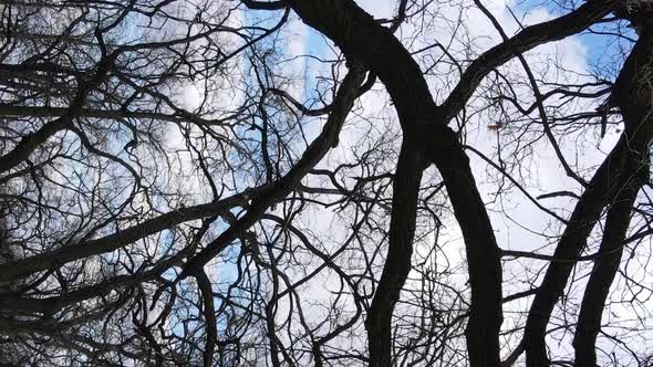 Vertical Video of the Forest with Trees Without Leaves Slow Motion