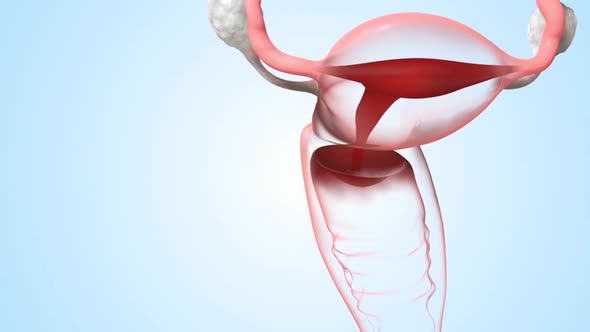 The endometrium is a tissue that sheds with bleeding every month during the menstrual period.