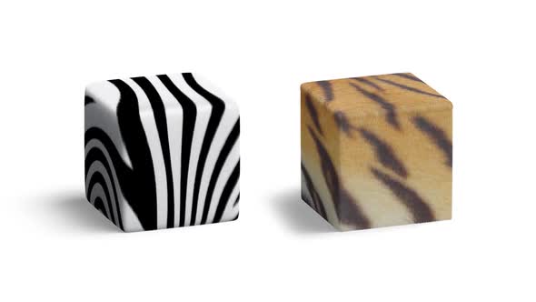 Blank zebra and tiger surface cube , looped rotation