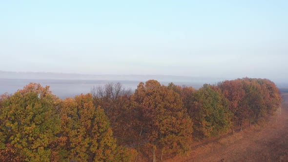 Autumn Trees with Green and Yellow Leaves in the Fog Among the Empty Field and Road, Top View