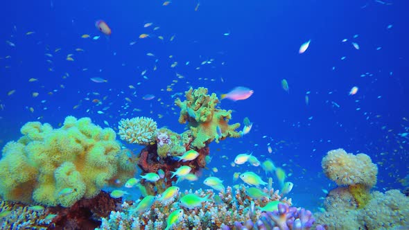 Underwater Colourful Scenery