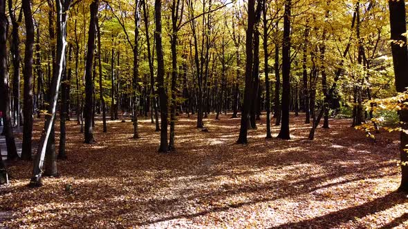 Aerial drone view of a flying in the autumn park.