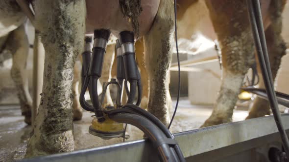 Milking the cow in the milking parlor.