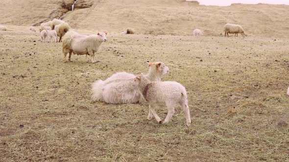 Open Field Flock of Sheep and Lamb on the Foreground and Foot of the Mountain