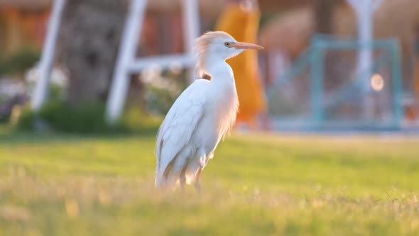 White Cattle Egret Wild Bird Also Known As Bubulcus Ibis Walking on Green Lawn at Hotel Yard in