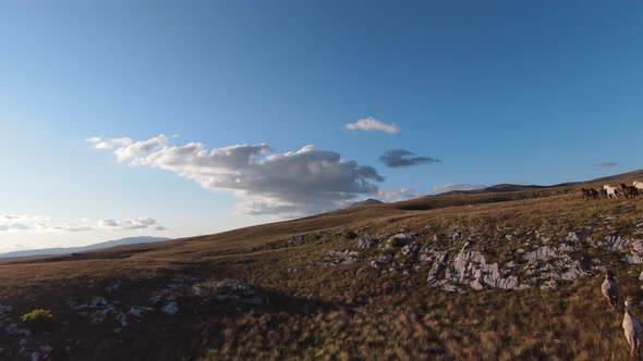 Aerial FPV Drone Shot of a Chasing and Flying Close Around Herd of Wild Horses Running on a Field at