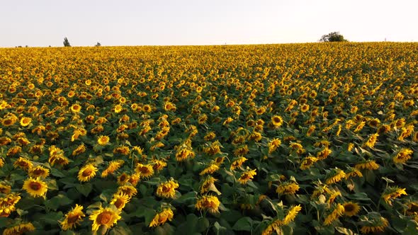 Aerial Drone View Flight Over Ver Field with Ripe Sunflower Heads