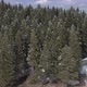 Bird's-eye view of the winter forest on the mountain - VideoHive Item for Sale