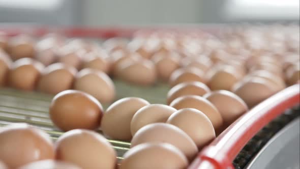 Eggs Are Moved Out of the Package with the Help of Suction Cups