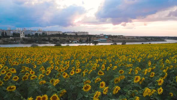 Flight Over a Field with Sunflowers Against a Background of Thunderclouds