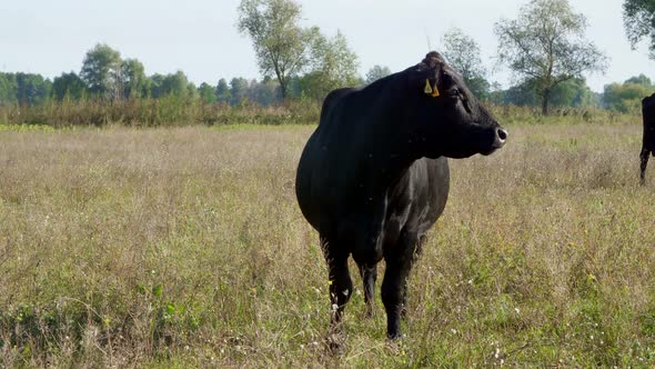 Close Up in Meadow on Farm Big Black Pedigree Breeding Cows Bulls are Grazing