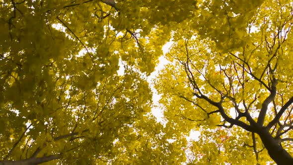 Camera Rotates Under Yellow Leaf Fall
