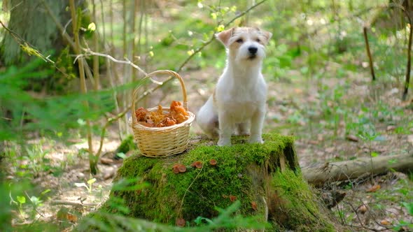 A Dog of the Jack Russell Terrier Breed Sits on a Stump in the Forest