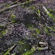 Forest Floor Loop - VideoHive Item for Sale