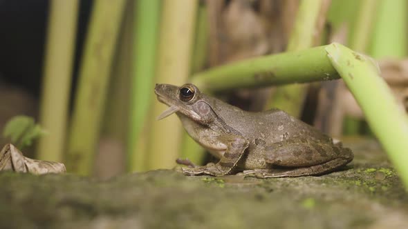 Frog huting on bugs