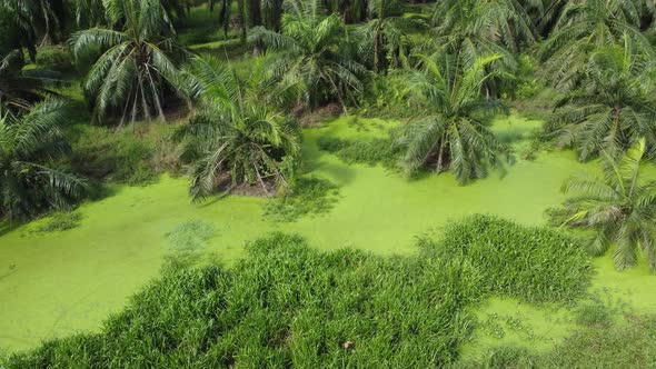 Algae plant in oil palm river