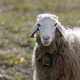 A Sheep Looking Into the Camera and Chewing in Slow Motion - VideoHive Item for Sale