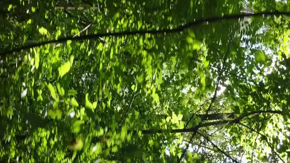 Vertical Video of a Forest with Trees