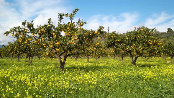 Calabrian orange trees on a flowery meadow