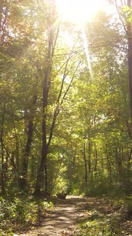 Vertical Video Trees in the Autumn Forest in the Afternoon