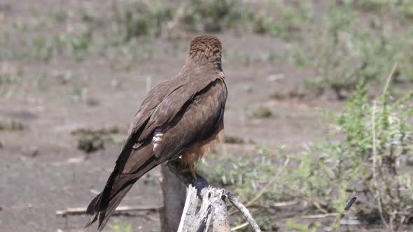 Yellow billed kite on a branch around Lake Ngami