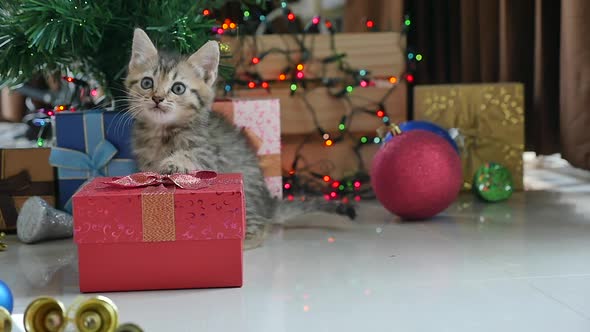 Cute Tabby Kitten Playing In A Gift Box With Christmas Decoration