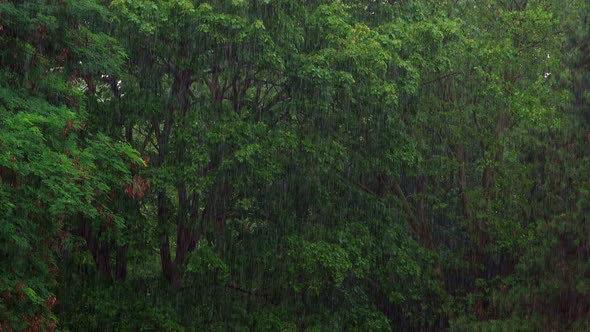 Rainy Day In Forest