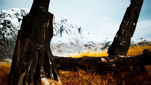 Burnt Tree Logs After Forest Fire