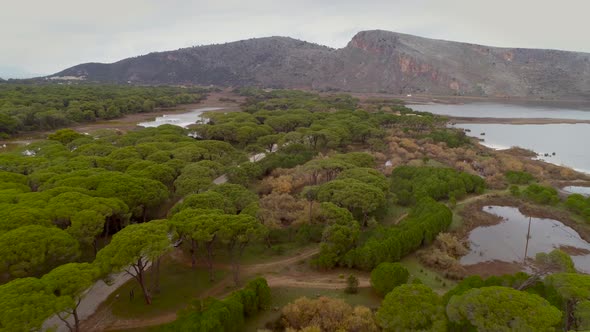 Aerial view of pine grove in the region of Patras in Greece.