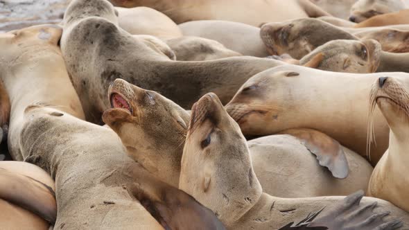 Sea Lions on the Rock in La Jolla. Playful Wild Eared Seals Crawling Near Pacific Ocean on Rock