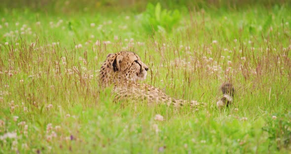 Cheetah Relaxing on Field in Forest