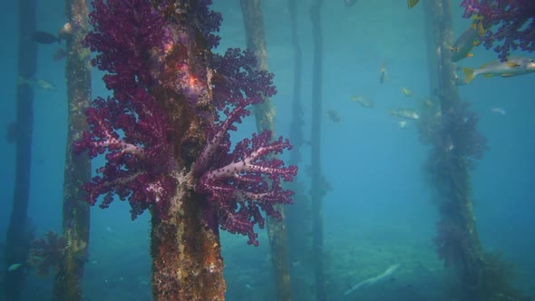 Amazing soft corals & fish under a jetty in Indonesia.