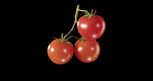 Cherry Tomatoes On A Sprig. Alpha Channel