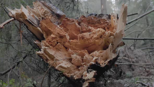 A Large Tree Fell in the Forest After a Hurricane Close Up View